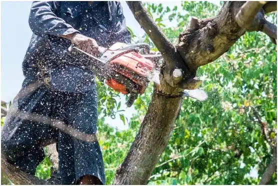 tree services Downingtown